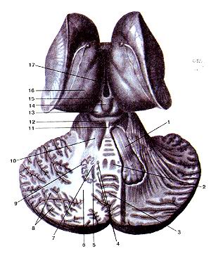 
  Рис. 353. Мозжечок (cerebellum), средний мозг (mesencephalon)
  и промежуточный мозг (diencephalon). Вид сверху. Полушария
  большого мозга удалены. Мозжечок вскрыт горизонтальным
  разрезом, проведенным на уровне горизонтальной щели
  мозжечка.
  1-мозжечково-красноядерный путь; 2-ядро шатра; 3-червь (мозжечка); 4-шаровидное 
  ядро; 5-пробковидное ядро; 6-мозговое т» о (мозжечка); 7-ворота зубчатого ядра; 
  8-белые пластинки; 9-зубчатое ядро; 10-верхняя мозжечковая ножка; 11-уздечка 
  верхнего мозгового паруса; 12-нижний холмик (среднего мозга); 13-верхний холмик; 
  14-эпифиз мозга (шишковидное тело); 15-треугольник поводка; 16-таламус; 17-третий 
  желудочек.
  Fig. 353. Мозжечок, средний мозг и промежуточный мозг. Вид
  сверху. Полушария большого мозга удалены. Мозжечок вскрыт
  горизонтальным разрезом, проведенным на уровне
  горизонтальной шели мозжечка.
  l-tractus cerebellorubralis; 2-nucleus lasligi; 3-vermis cerebelli; 4-nucleus 
  globosus; 5-nucleus emboliformis; 6-corpus medutlare; 7-hilum nuclei dentati; 
  8-laminae albae; 9-nucleus dentatus; 10-pedun-culus cerebellaris superior; ll-frenulum 
  veli medullaris rostralis (superioris); 12-colliculum inferior (mesencephali); 
  13-colliculum superior; 14-софи5 pineale; 15-trigonum habenulare; 16-thalamus; 
  17-ventriculus tertius.
  Fig. 353. Cerebellum, medial brain and the betweenbrain. Upper sight. Hemispheres 
  of the cerebrum are cut of. Cerebellum's anatomized with horizontal cut; performed 
  at a level of the horizontal fissure of the cerebellum.
  1-cerebellorubral tract; 2-fastigal nucleus; 3-vermis of cerebellum; 4-globus 
  nucleus; 5-emboliform nucleus; 6-medullary body (of cerebellum); 7-hilum of 
  dentale nucleus; 8-white substans of cerebellum; 9-den-tale nucleus; 10-superior 
  cerebellar peduncle; ll-frenulum of superior medullary vellum; 12-inferiorcolliculus; 
  13-superiorcolliculus; L4-pineal body of brain; 15-habenulartrigone; 16-thalamus; 
  17-third ventricle.